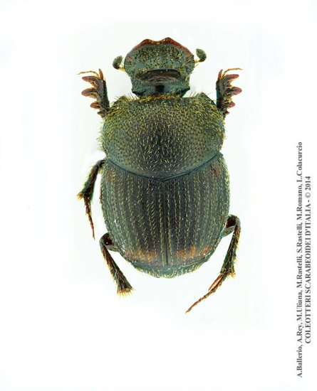 Onthophagus furcatus, femmina